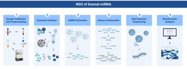千层金配资 外泌体miRNA：创新药研发中的生物标志物新星